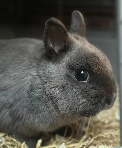 Blue, female mixed breed for adoption at Tierheim Witten, Witten