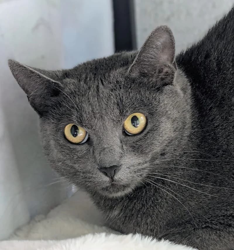 Bluna, female British Shorthair for adoption at Tierheim Witten, Witten
