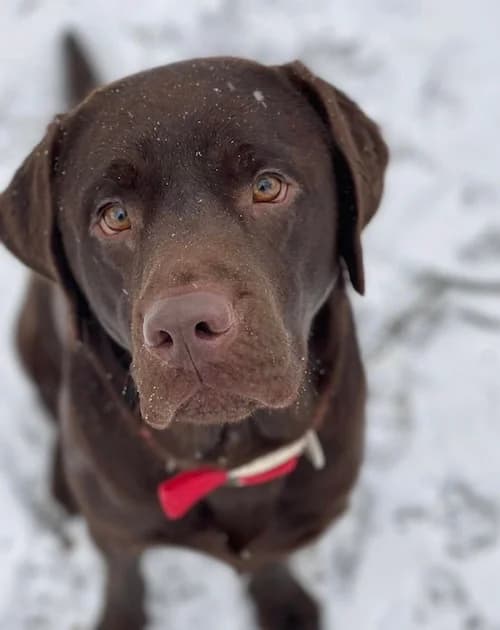 Boomer, male Labrador Retriever for adoption at Tierheim Witten, Witten