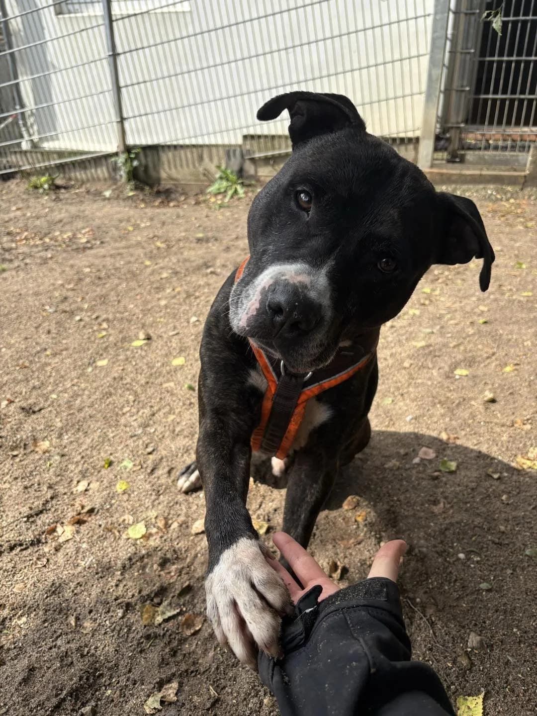 Boyka, male Staffordshire Bull Terrier for adoption at Tierheim Witten, Witten