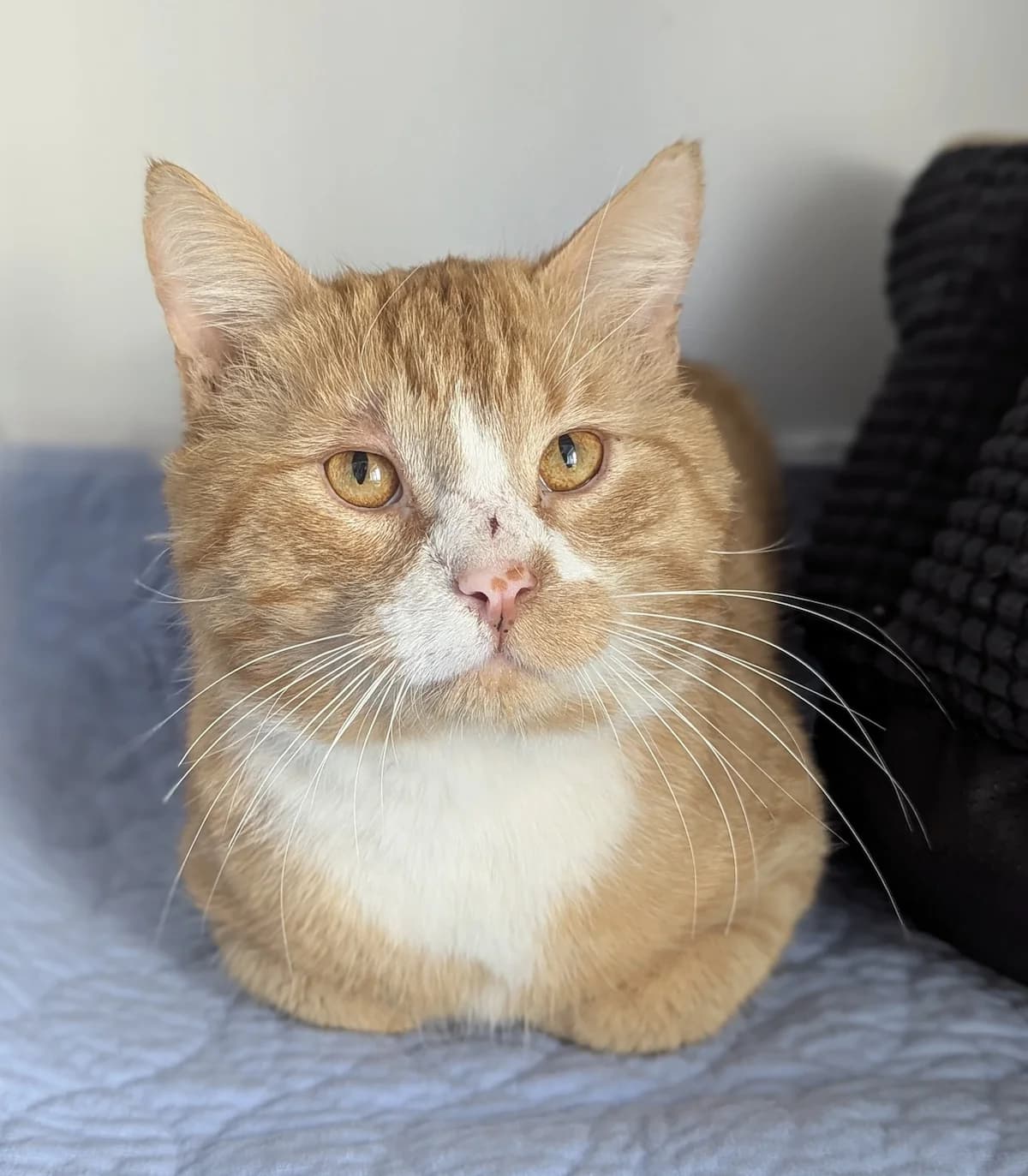 Bruno, male European Shorthair for adoption at Tierheim Witten, Witten