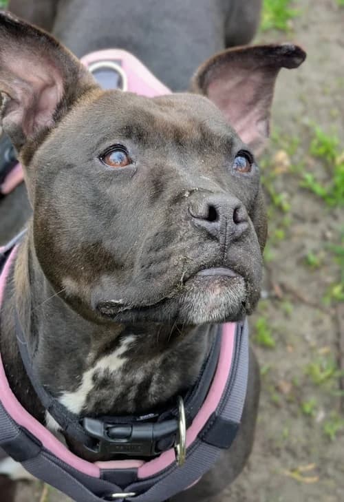 Carla, female Pit Bull Terrier for adoption at Tierheim Witten, Witten