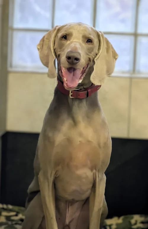 Mavis, male senior Weimaraner for adoption at Tierheim Witten, Witten