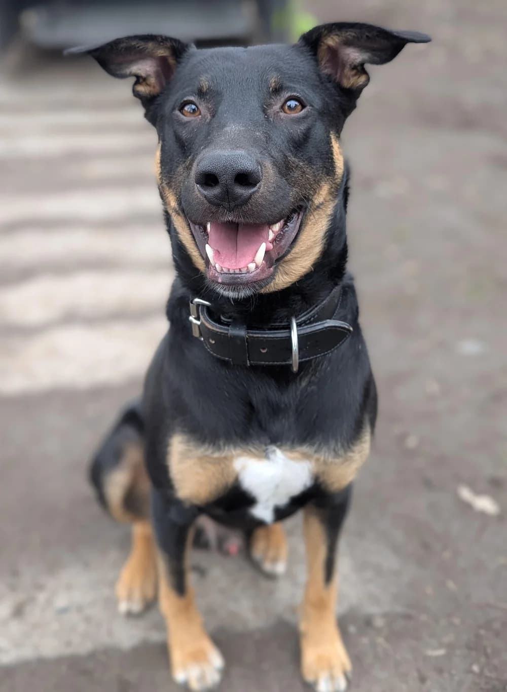 Charly, male German Shepherd for adoption at Tierheim Witten, Witten