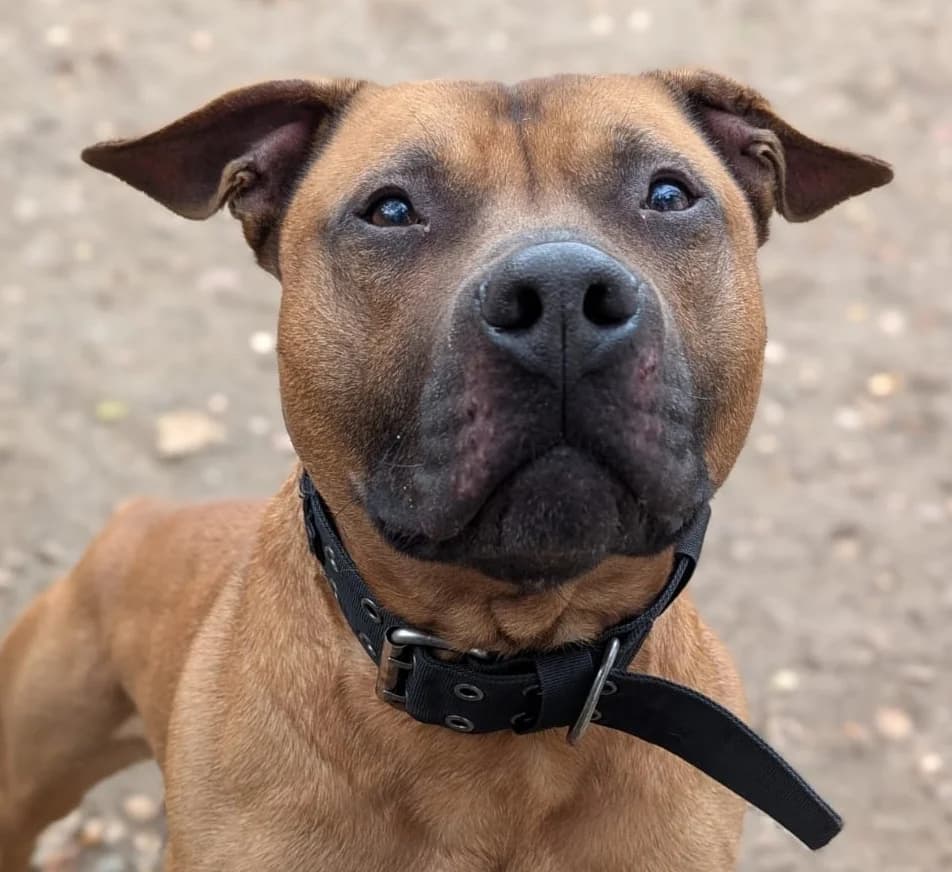 Chico, male Staffordshire Bull Terrier for adoption at Tierheim Witten, Witten