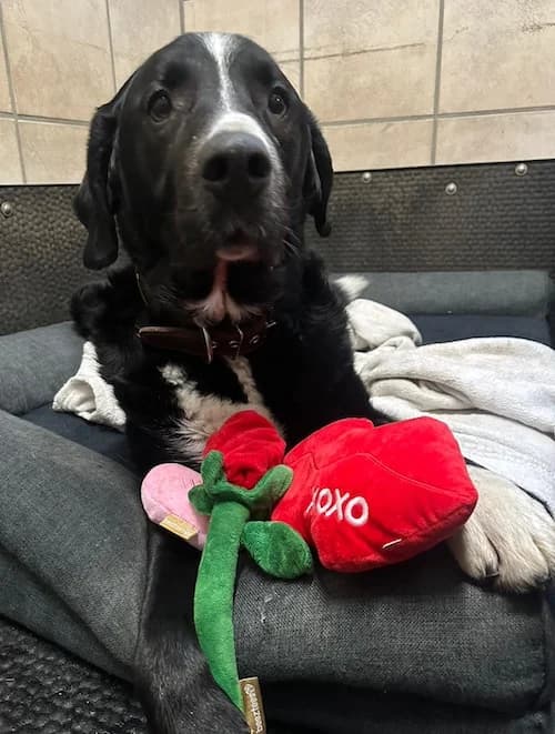 Cujo, male Mixed Breed for adoption at Tierheim Witten, Witten