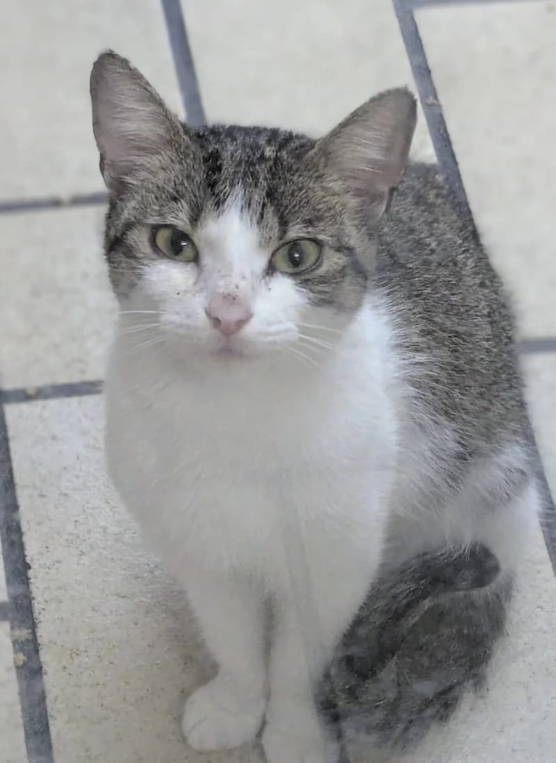 Elfie, female European Shorthair for adoption at Tierheim Witten, Witten