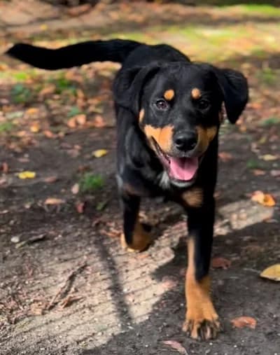 Emma, female puppy Rottweiler for adoption at Tierheim Witten, Witten