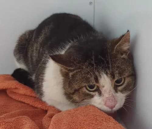 Enno, male European Shorthair for adoption at Tierheim Witten, Witten