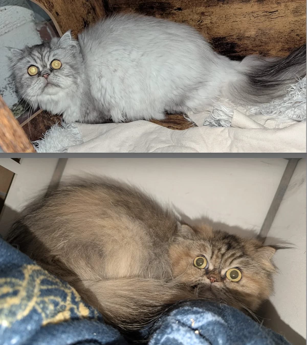 Filou und Josy, male Persian for adoption at Tierheim Witten, Witten