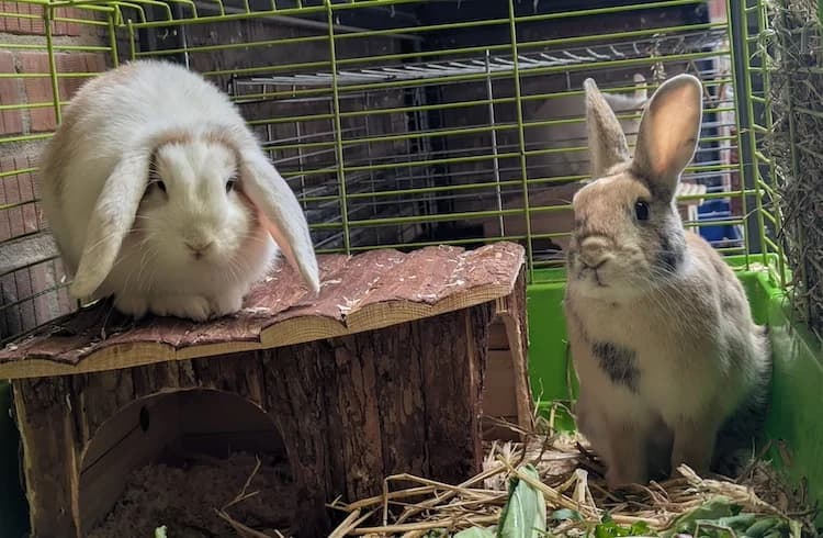 Fine und Flocke, male mixed breed for adoption at Tierheim Witten, Witten