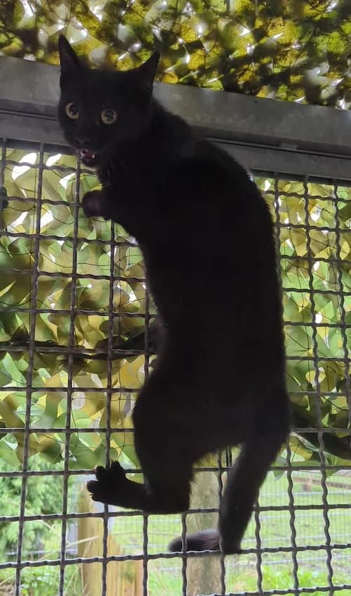 Eva, female young British Shorthair for adoption at Tierheim Witten, Witten