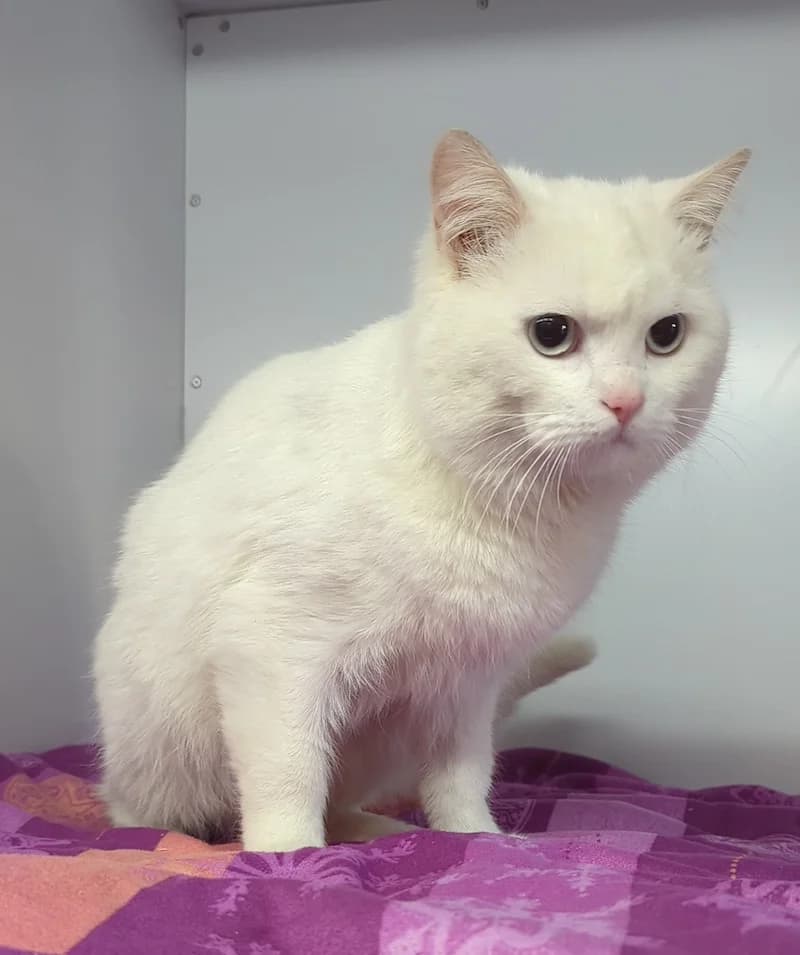 Frosty, male European Shorthair for adoption at Tierheim Witten, Witten