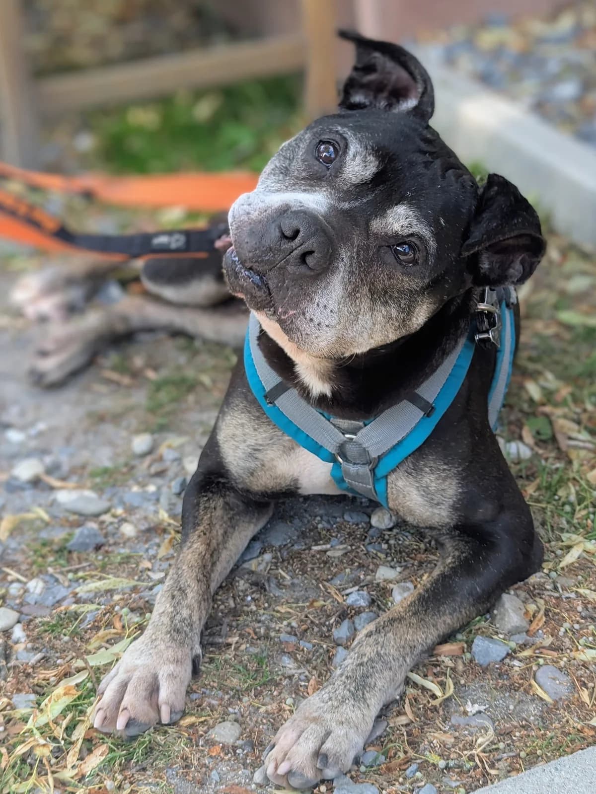 Gucci, female senior American Staffordshire Terrier for adoption at Tierheim Witten, Witten