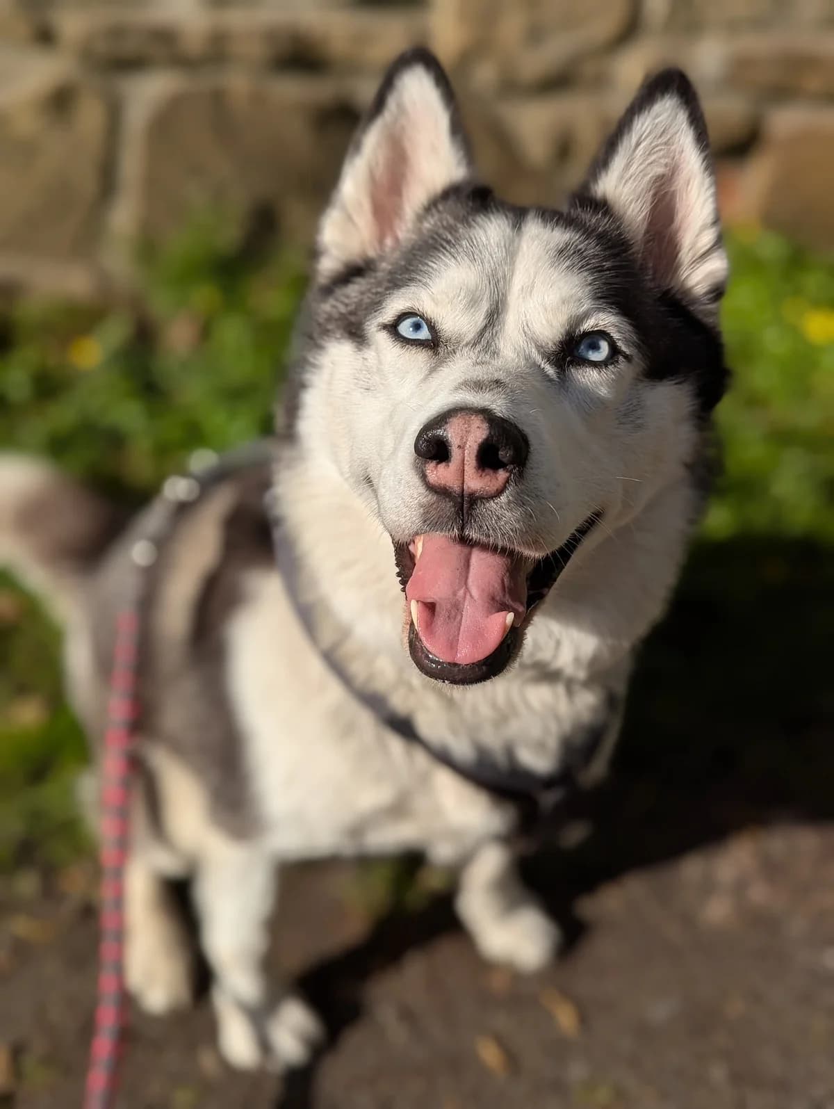 Honey, female Husky for adoption at Tierheim Witten, Witten