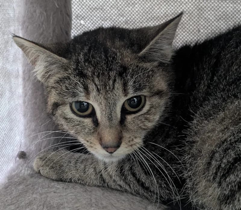 Ilse, female European Shorthair for adoption at Tierheim Witten, Witten