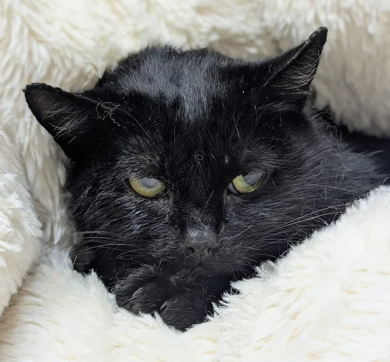 Iris, female European Shorthair for adoption at Tierheim Witten, Witten