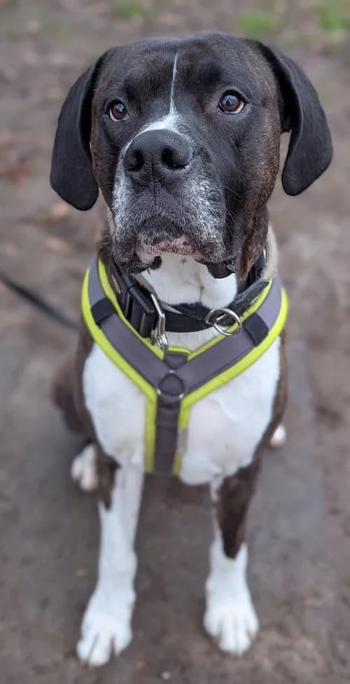 Jari, male mixed breed for adoption at Tierheim Witten, Witten