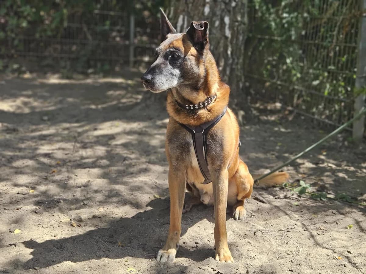 Jenkins, male Belgian Malinois for adoption at Tierheim Witten, Witten