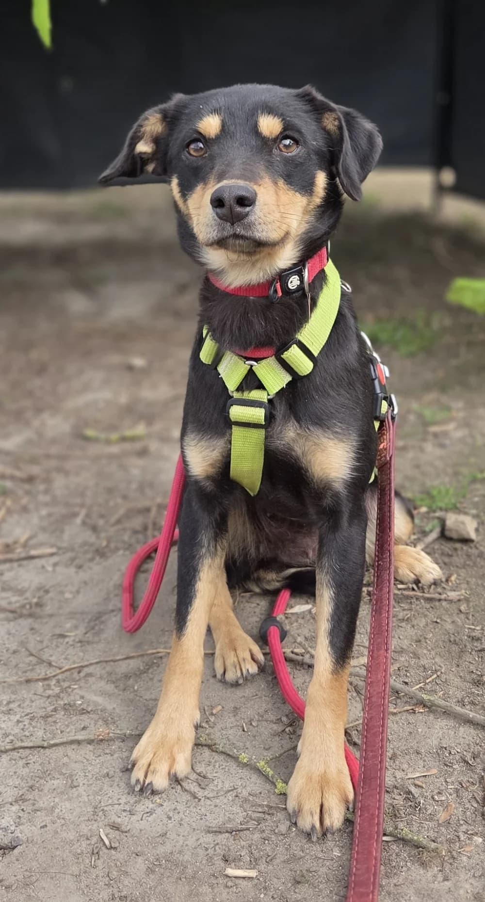 Jette, female Mixed Breed for adoption at Tierheim Witten, Witten