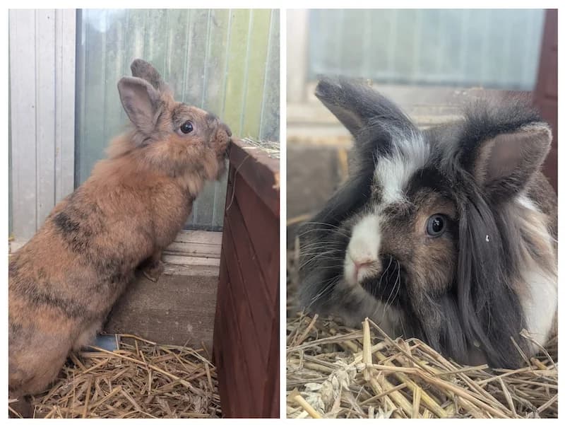 Jimmy und Melodie, male mixed breed for adoption at Tierheim Witten, Witten