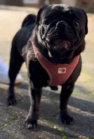 Joy, female Pug for adoption at Tierheim Witten, Witten