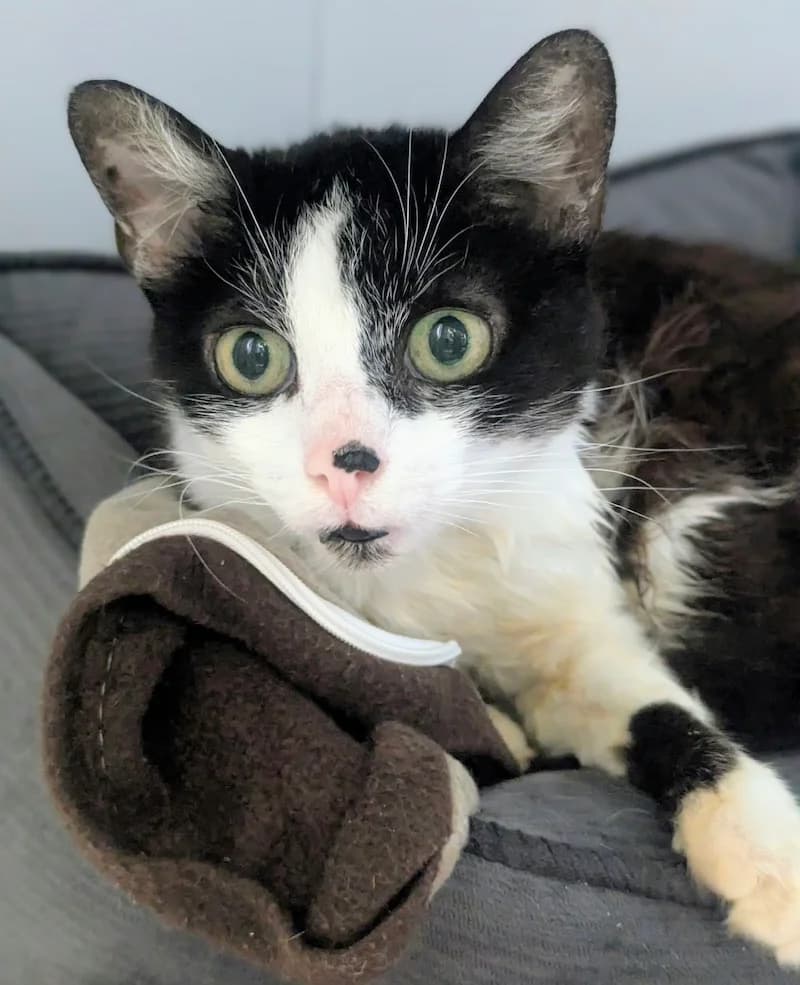 Julia, female senior European Shorthair for adoption at Tierheim Witten, Witten