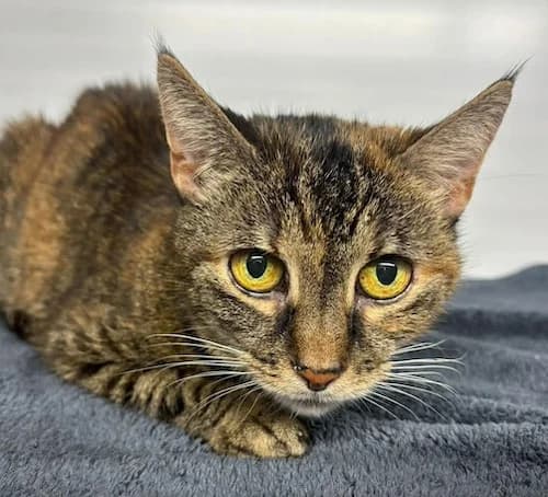 Karina, female European Shorthair for adoption at Tierheim Witten, Witten