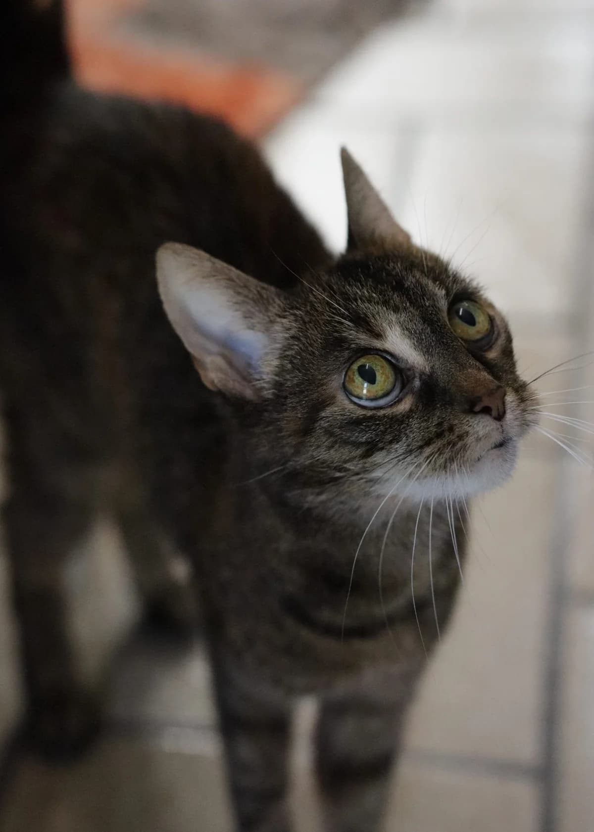 Karina, female European Shorthair for adoption at Tierheim Witten, Witten