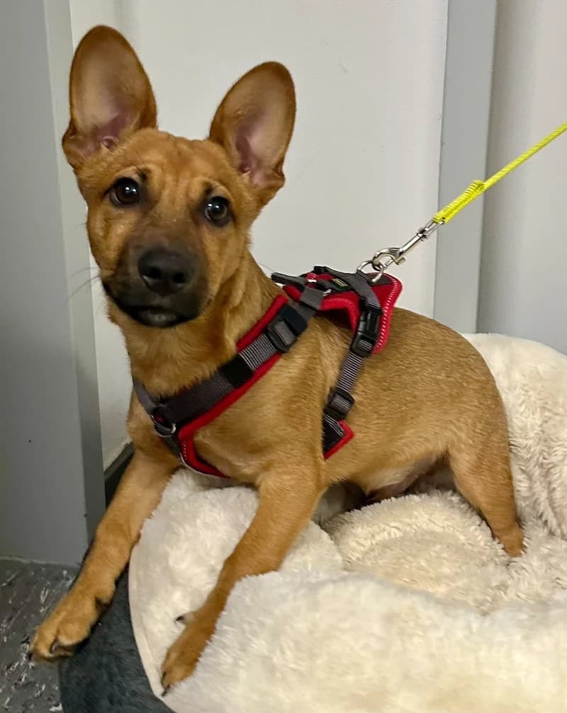 Karl, male Mixed Breed for adoption at Tierheim Witten, Witten