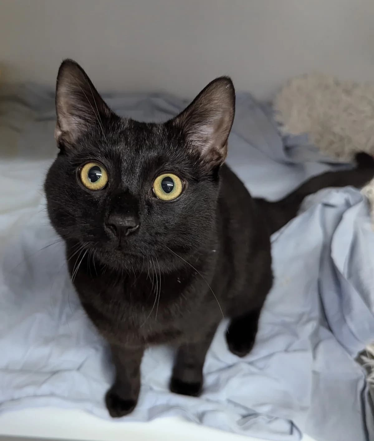 Katos, male European Shorthair for adoption at Tierheim Witten, Witten