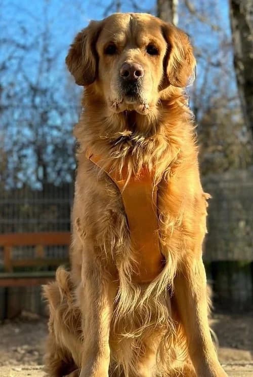 Kenny, male mixed breed for adoption at Tierheim Witten, Witten