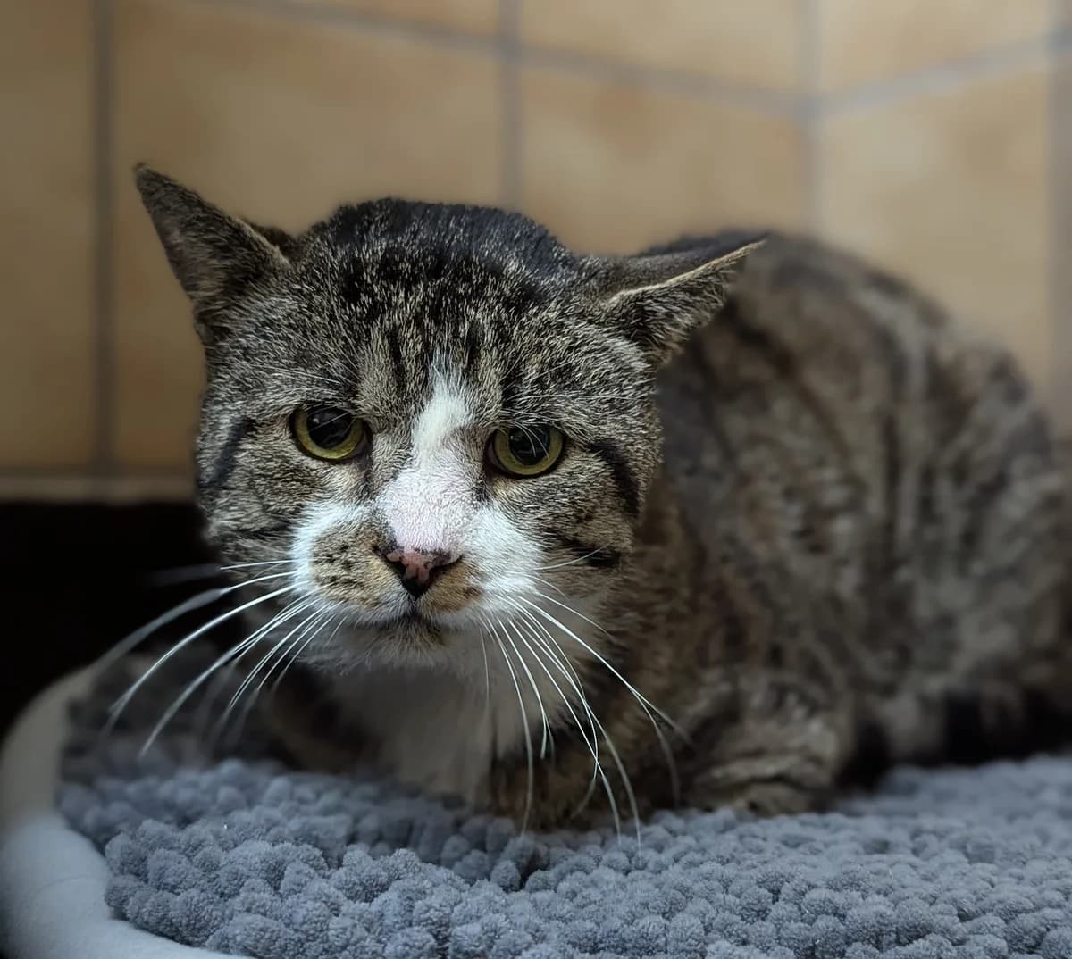 Klausi, male European Shorthair for adoption at Tierheim Witten, Witten