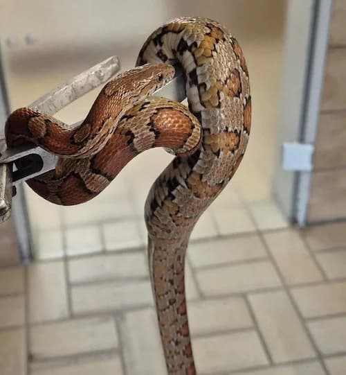 Kornnatter, male mixed breed for adoption at Tierheim Witten, Witten