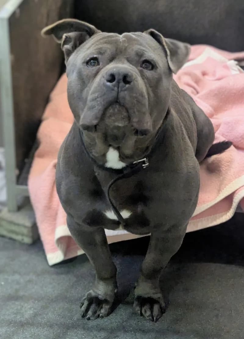 Lenny, male 6yo Staffordshire Bull Terrier for adoption at Tierheim Witten, Witten
