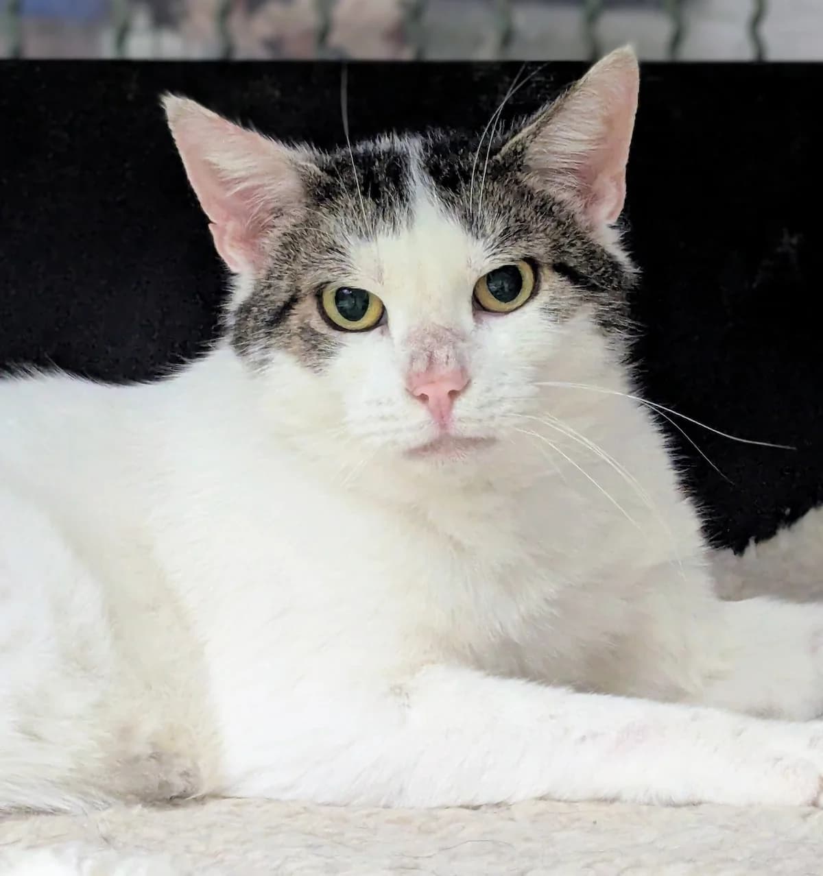 Leon, male European Shorthair for adoption at Tierheim Witten, Witten