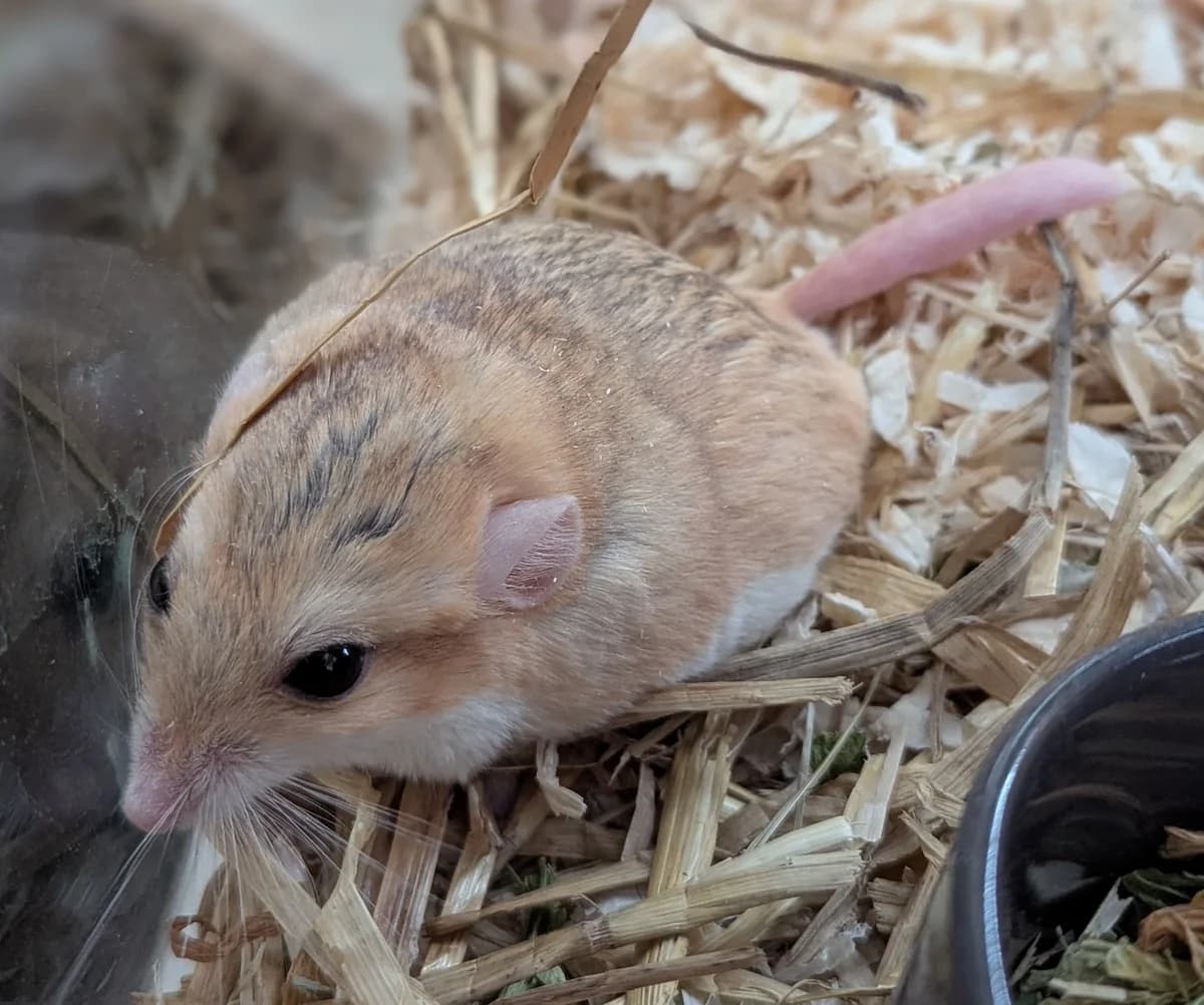 Lissi, female mixed breed for adoption at Tierheim Witten, Witten