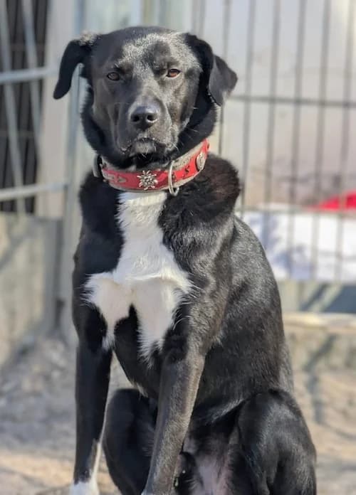 Cujo, male 7yo Weimaraner for adoption at Tierheim Witten, Witten