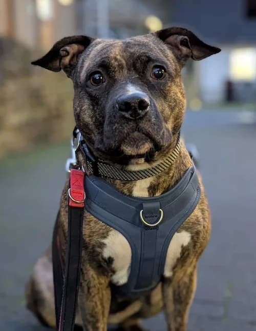 Maja, female American Staffordshire Terrier for adoption at Tierheim Witten, Witten