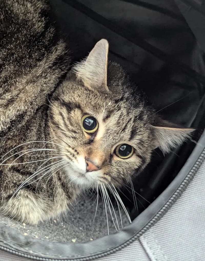 Mary, female European Shorthair for adoption at Tierheim Witten, Witten
