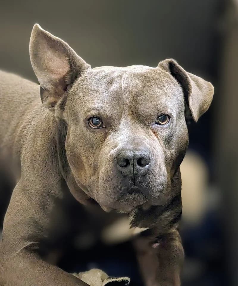 Mavis, male senior Staffordshire Bull Terrier for adoption at Tierheim Witten, Witten