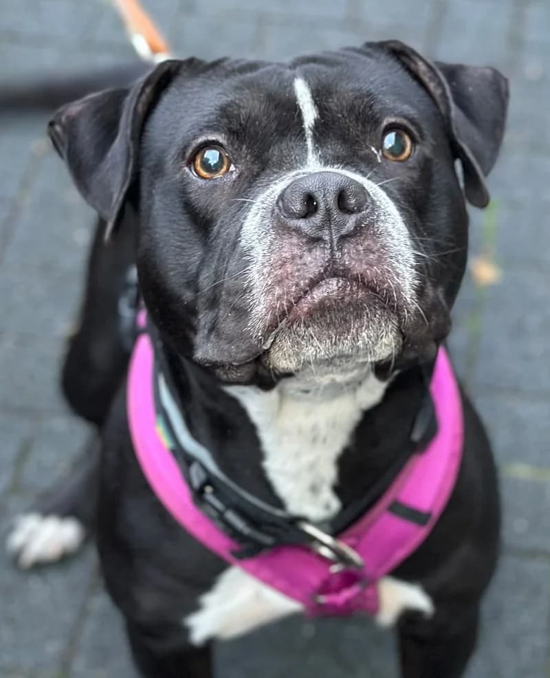 Mila, female young American Staffordshire Terrier for adoption at Tierheim Witten, Witten