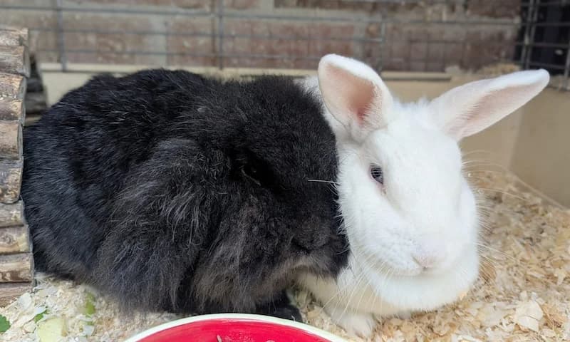 Milli und Darius, male mixed breed for adoption at Tierheim Witten, Witten