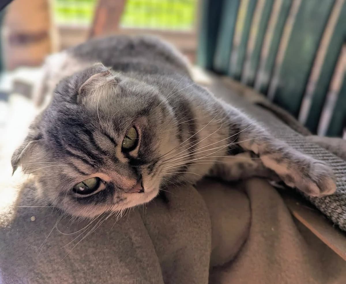 Netti, female Scottish Fold for adoption at Tierheim Witten, Witten