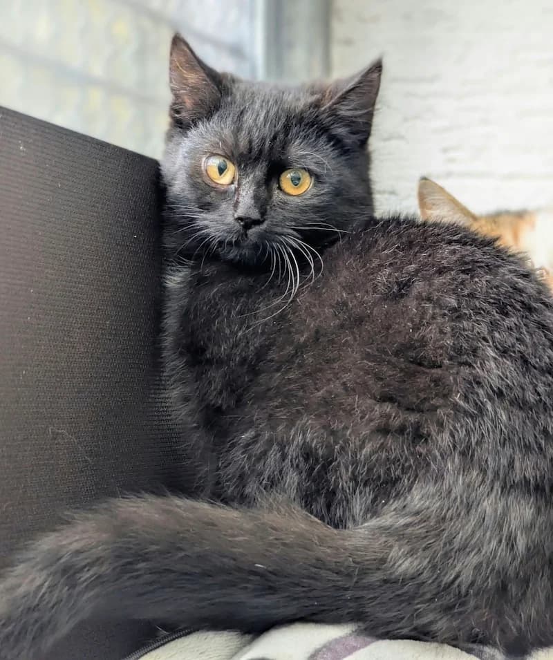 Nina, female European Shorthair for adoption at Tierheim Witten, Witten