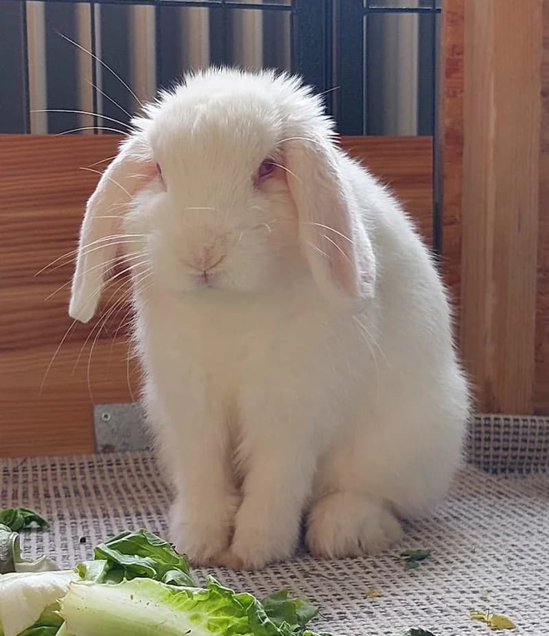 Pherb, male senior mixed breed for adoption at Tierheim Witten, Witten