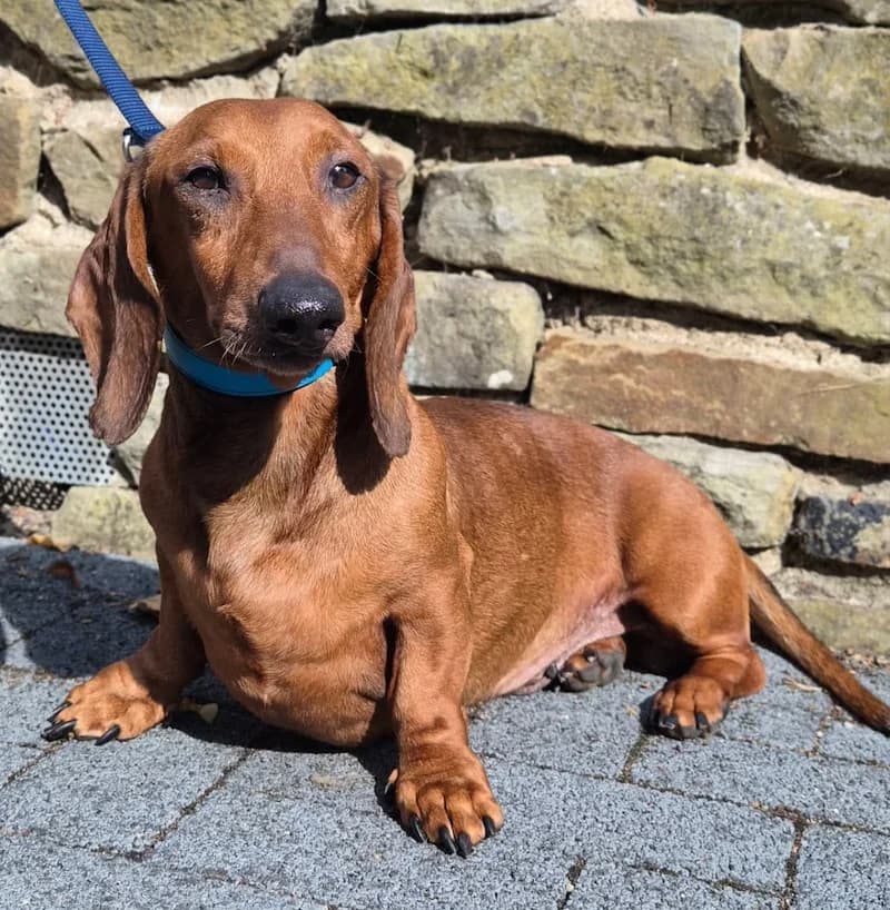 Prinz, male Dachshund for adoption at Tierheim Witten, Witten