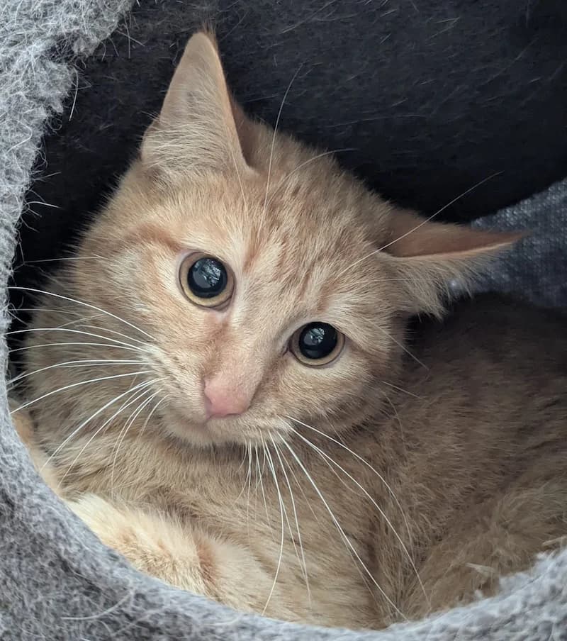 Ricki, male European Shorthair for adoption at Tierheim Witten, Witten