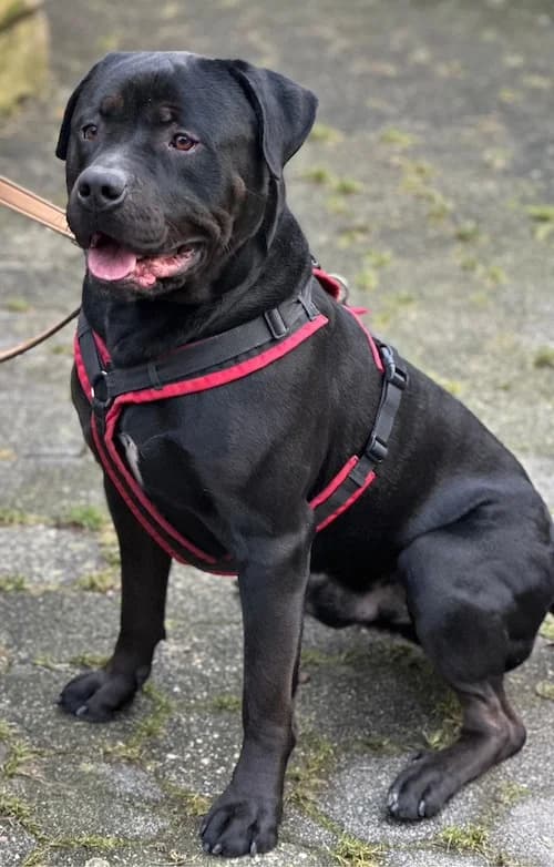 Rocky, male 3yo Weimaraner for adoption at Tierheim Witten, Witten