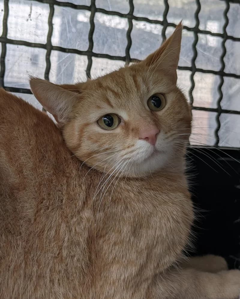 Ronald, male European Shorthair for adoption at Tierheim Witten, Witten